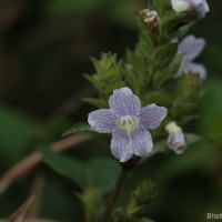 Strobilanthes rhamnifolia var. rhamnifolia (Nees) T. Anderson